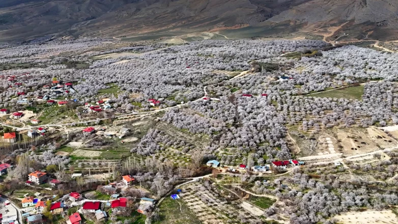 Malatya beyaza büründü: 2 milyon kayısı ağacı aynı anda çiçek açtı!