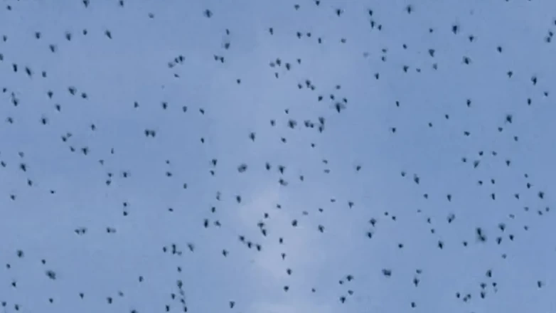 Elazığ’da şok eden anlar! Bir anda ortaya çıktı, gökyüzünü kapladı
