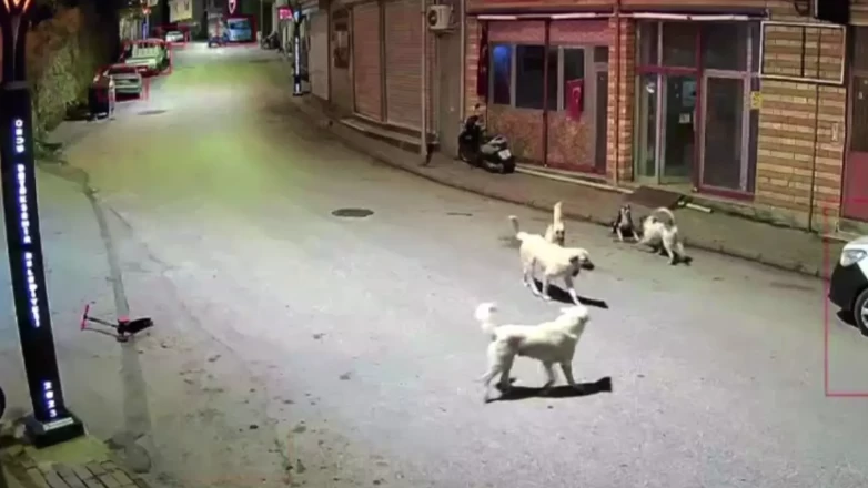 Ordu'da sahipsiz köpek paniği! Scooterlı çocuk saldırıdan son anda kurtuldu