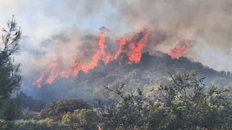 Antalya'da makilik alanda yangın çıktı