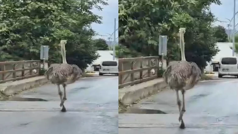 Hayvanat bahçesinden kaçan deve kuşu trafiği karıştırdı