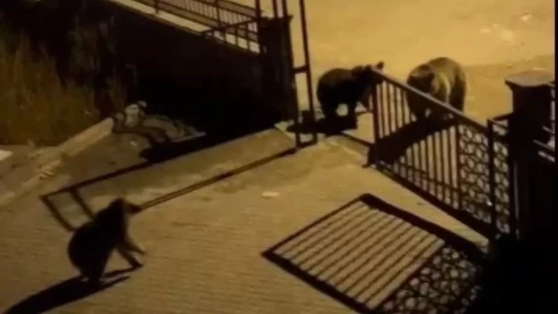 Gruplar halinde dolaşan ayılar kamerada!
