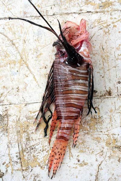 Mersin'de yakalandı! Görürseniz dokunmayın 2