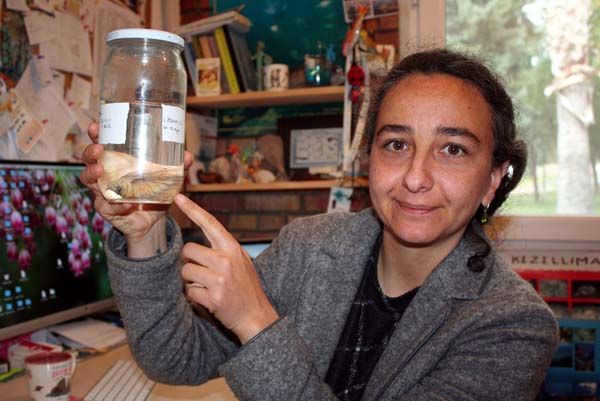 Mersin'de yakalandı! Görürseniz dokunmayın 1