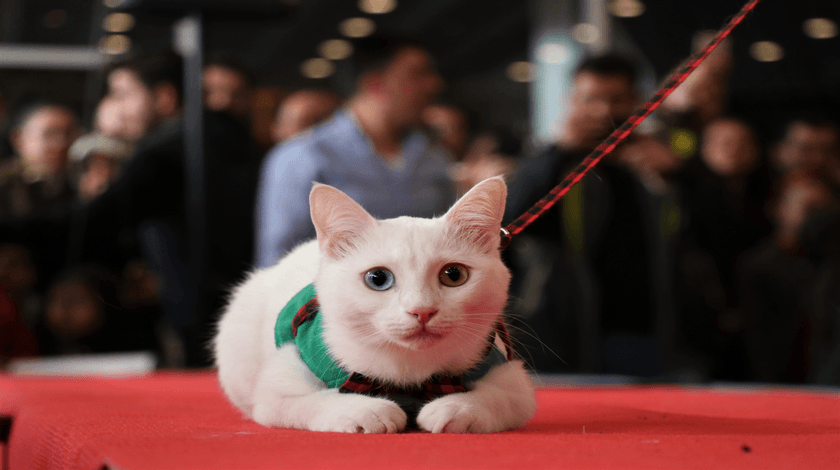 En güzeli 'Spak' seçildi 6