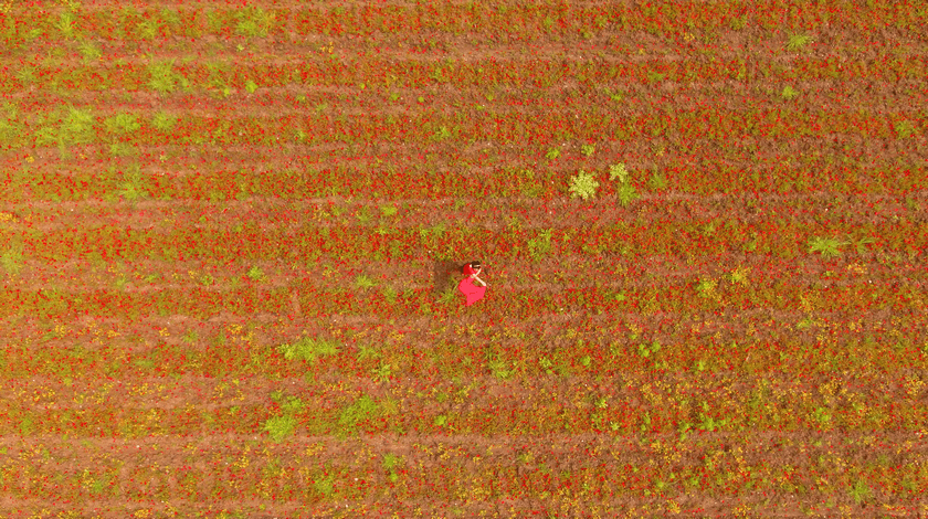 Amanos Dağları eteklerinde "gelincik şöleni" 4