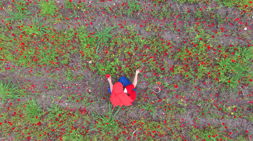 Amanos Dağları eteklerinde "gelincik şöleni" 5