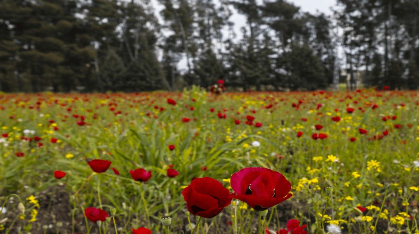 Amanos Dağları eteklerinde "gelincik şöleni" 1