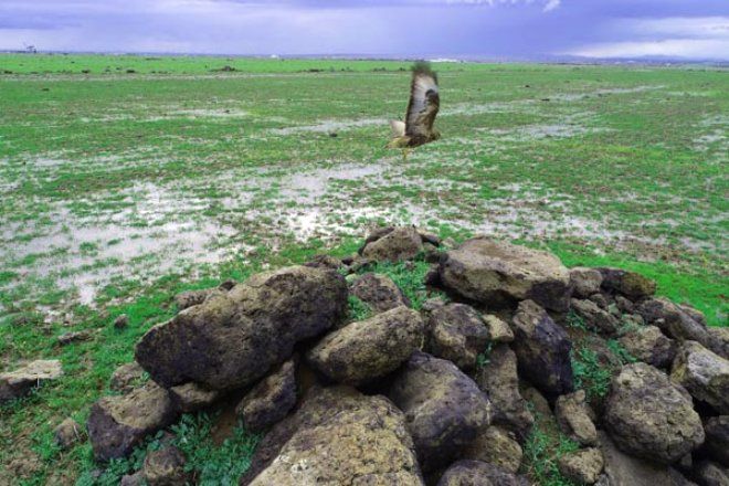 Yüzlercesi Diyarbakır'ı istila etti! 1