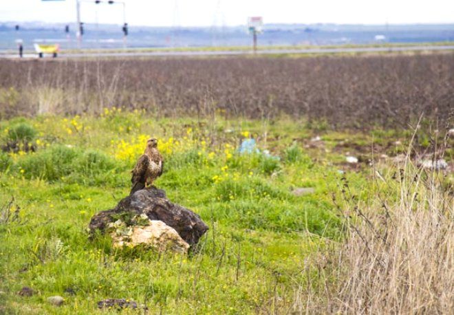 Yüzlercesi Diyarbakır'ı istila etti! 3