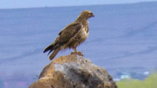 Yüzlercesi Diyarbakır'ı istila etti! 6