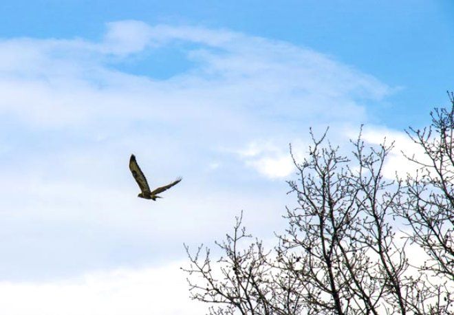 Yüzlercesi Diyarbakır'ı istila etti! 8
