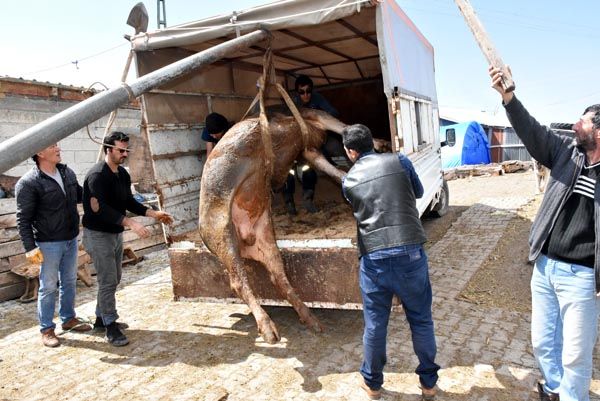 Bulduklarını götürüyorlar! 'Elimiz kolumuz bağlı, tek tek...' 4