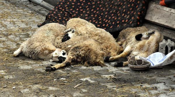 Bulduklarını götürüyorlar! 'Elimiz kolumuz bağlı, tek tek...' 5