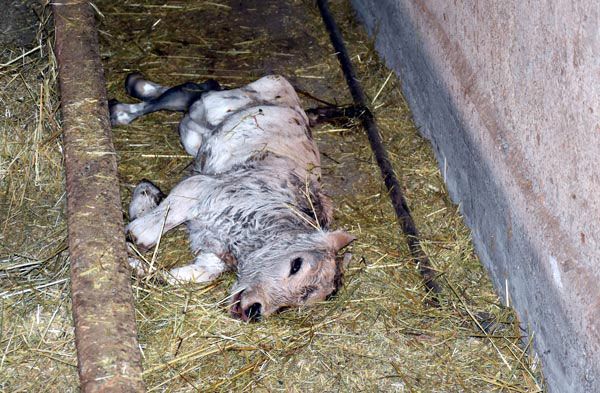 Bulduklarını götürüyorlar! 'Elimiz kolumuz bağlı, tek tek...' 6