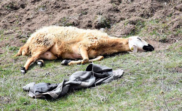 Bulduklarını götürüyorlar! 'Elimiz kolumuz bağlı, tek tek...' 7