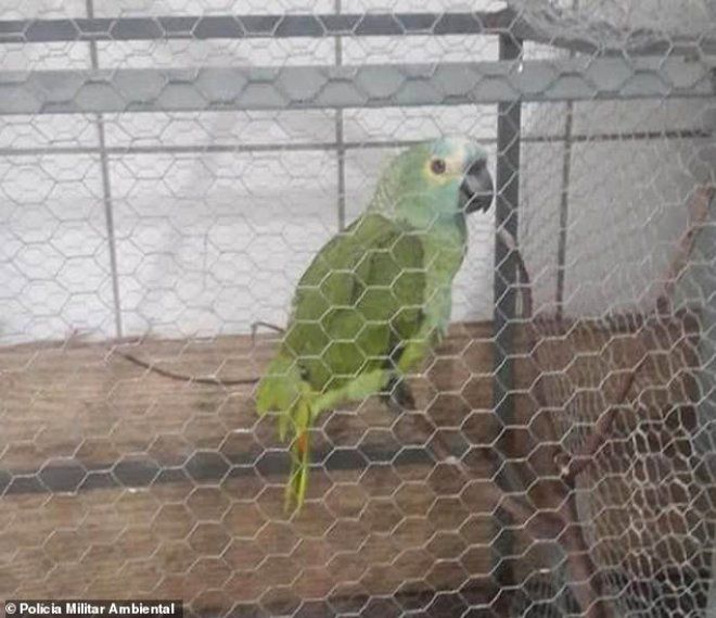 Polis, papağanı tutukladı! Sebebine şaşıracaksınız 3