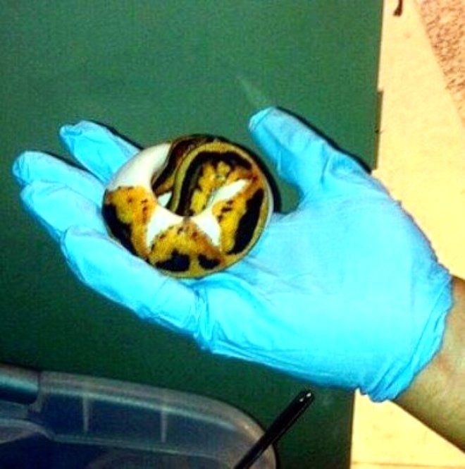 Valizinden çıkan şey yok artık dedirtti 12