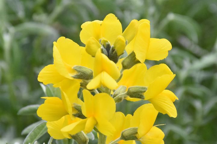 'Eber sarısı'nı koparmaya rekor ceza! 3