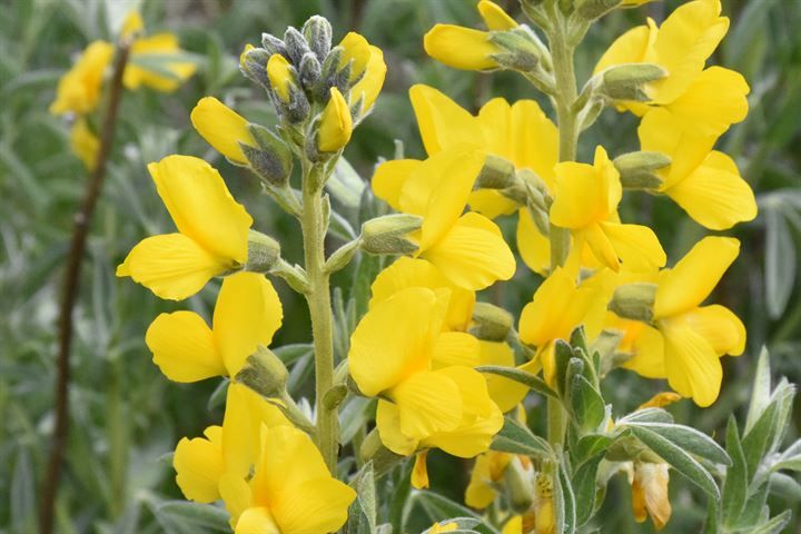 'Eber sarısı'nı koparmaya rekor ceza! 4