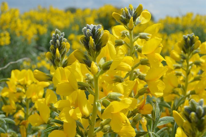 'Eber sarısı'nı koparmaya rekor ceza! 5