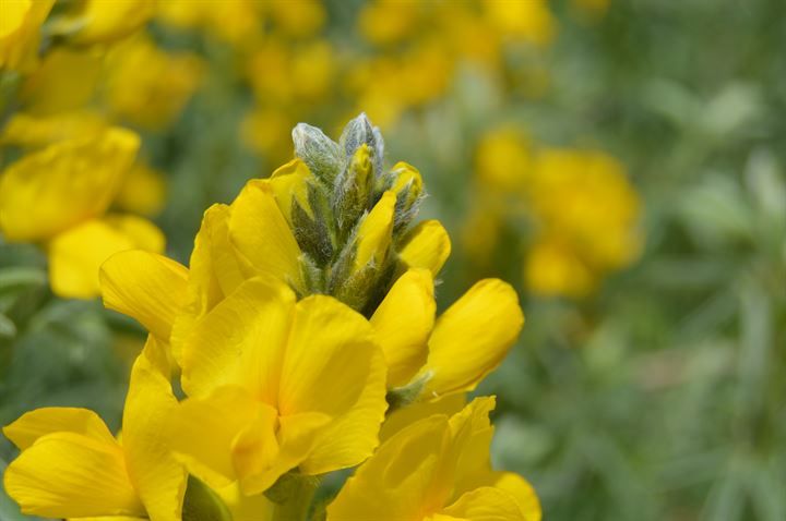 'Eber sarısı'nı koparmaya rekor ceza! 6