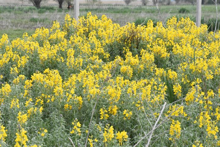 'Eber sarısı'nı koparmaya rekor ceza! 7