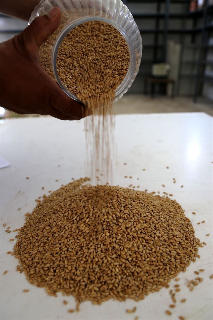 Verim tescili yerli ve milli tohumlar ile artacak 14