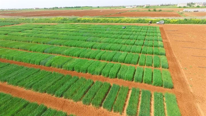 Verim tescili yerli ve milli tohumlar ile artacak 2