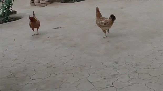 Birbirlerine girdiler! Kazanan kim oldu? 14