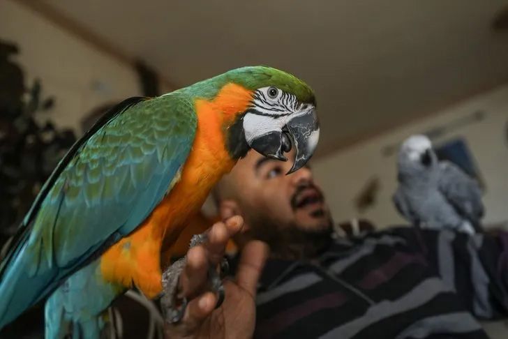 Ev değil hayvanat bahçesi! Her türden canlı var 7