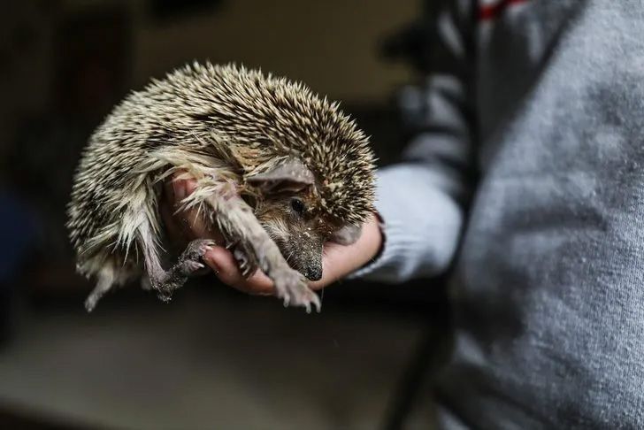 Ev değil hayvanat bahçesi! Her türden canlı var 3