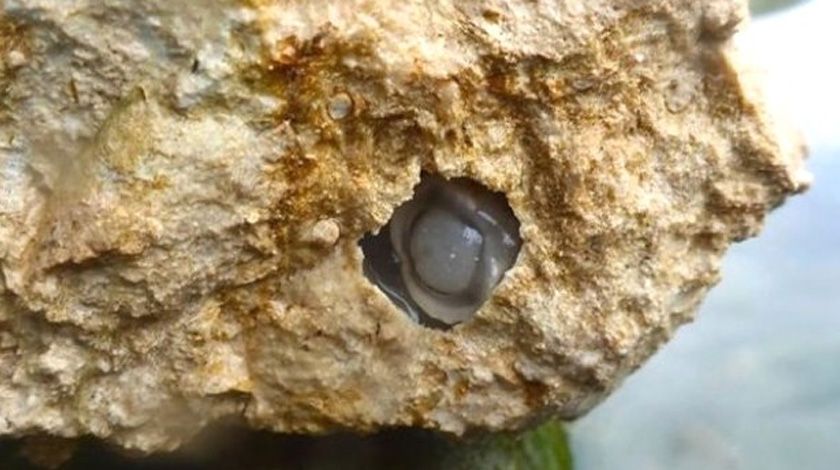 Nehirde bulunan canlı tartışma yarattı 1