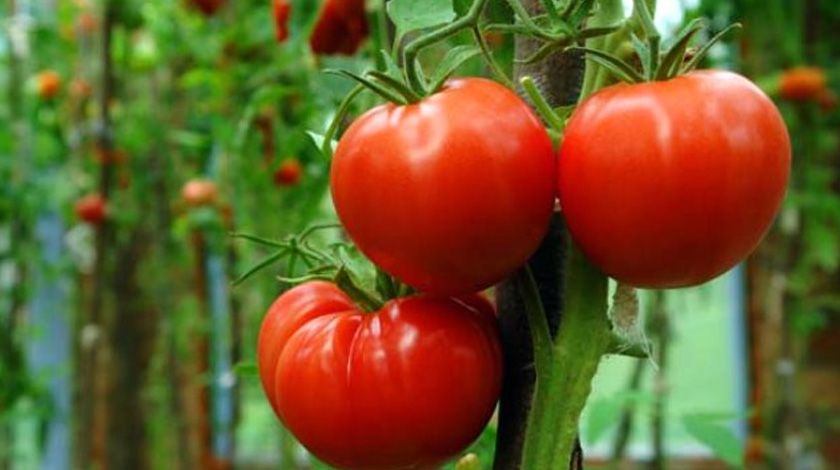 Uzmanlar uyardı: Asla çiğ tüketmeyin 1