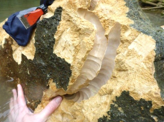 Nehirde bulunan canlı tartışma yarattı 3