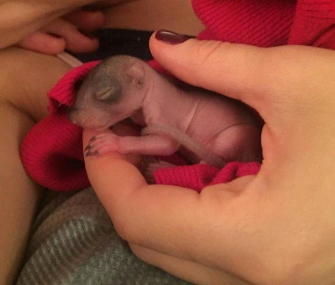 Yatağının üzerinde buldu, neye uğradığını şaşırdı! 15