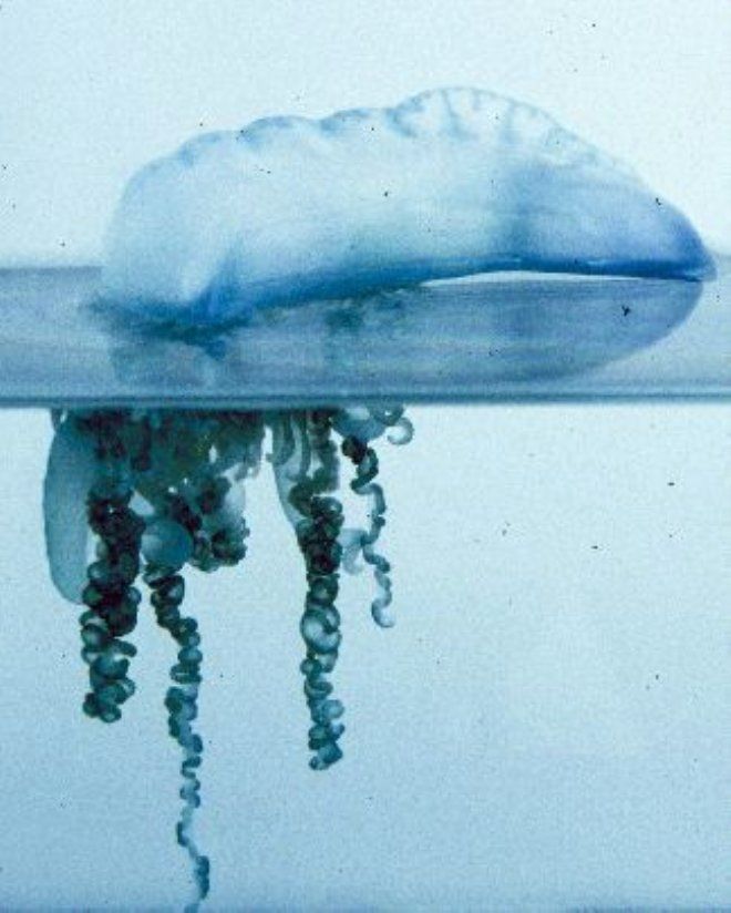 Denizde yüzerken karşılaştı! Hayatı karardı 2