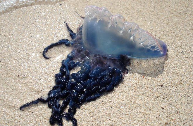 Denizde yüzerken karşılaştı! Hayatı karardı 3