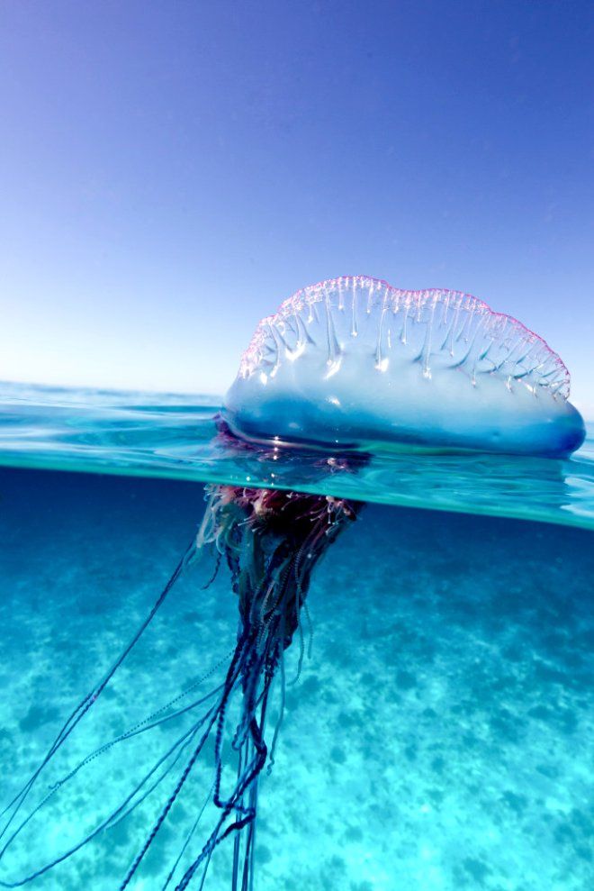 Denizde yüzerken karşılaştı! Hayatı karardı 1