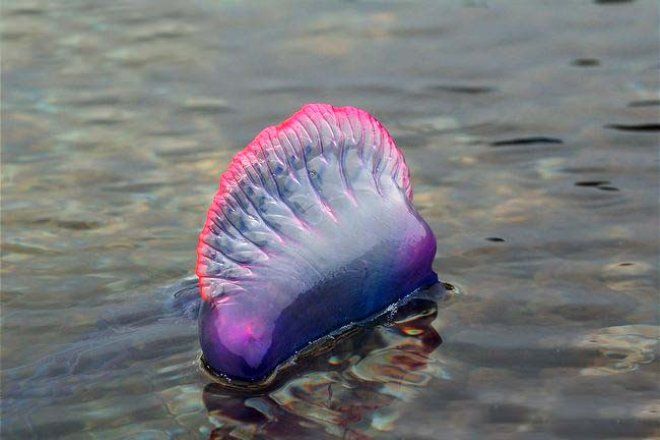 Denizde yüzerken karşılaştı! Hayatı karardı 6