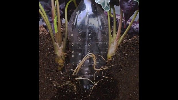 Paslı çiviyi suya attı! Peki amacı neydi? 12