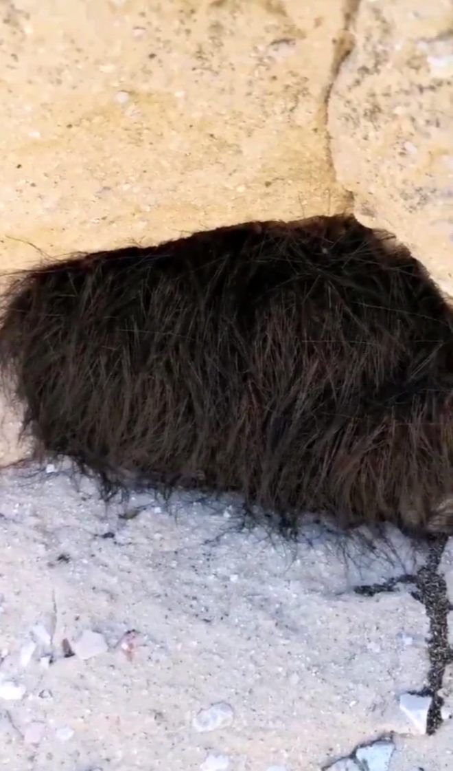 O yaratığa dokunanlar pişman oldu 1