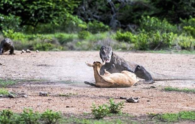 Kaplumbağanın içini açınca şoke oldular 25