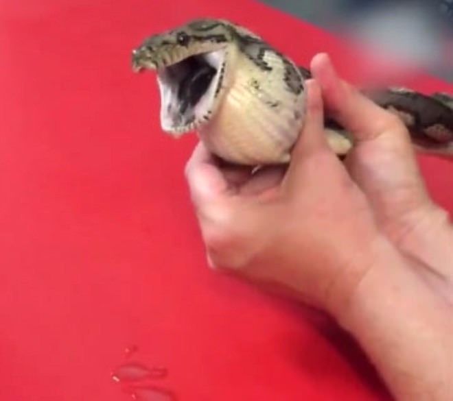 Kaplumbağanın içini açınca şoke oldular 36