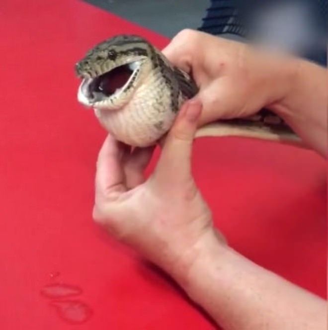 Kaplumbağanın içini açınca şoke oldular 37