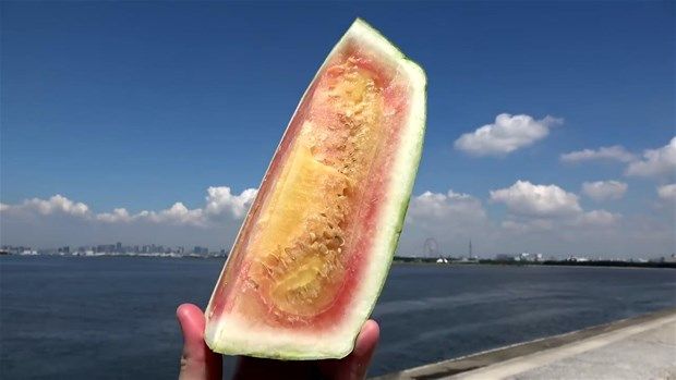 Kare karpuzun içinden bakın ne çıktı 10