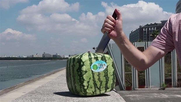 Kare karpuzun içinden bakın ne çıktı 3