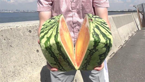 Kare karpuzun içinden bakın ne çıktı 6