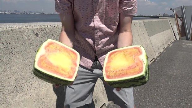 Kare karpuzun içinden bakın ne çıktı 7