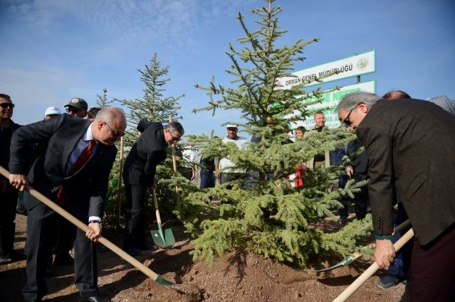 Tüm Türkiye'de 11 milyon fidan dikiliyor! İşte 81 ilden görüntüler 16